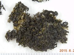 Xanthoparmelia verruculifera