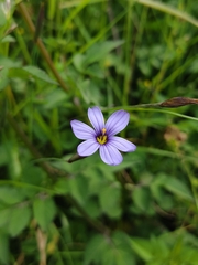 Sisyrinchium chilense