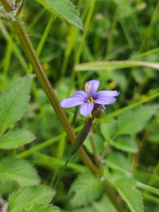 Sisyrinchium chilense