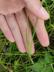 Sisyrinchium chilense