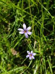 Sisyrinchium chilense