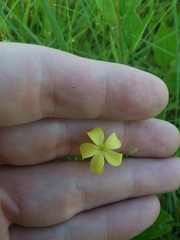 Linum floridanum