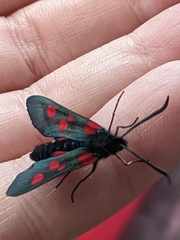 Zygaena lonicerae