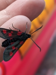 Zygaena lonicerae