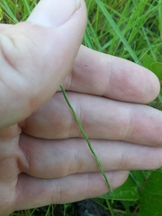 Linum floridanum