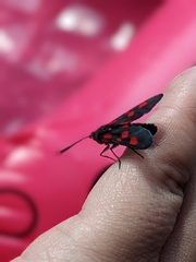 Zygaena lonicerae