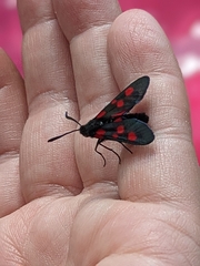 Zygaena lonicerae