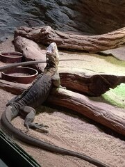 Iguana delicatissima