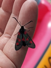 Zygaena lonicerae