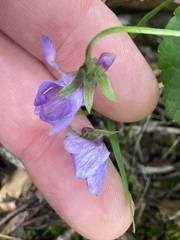 Viola howellii