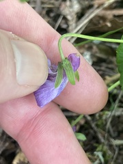 Viola howellii