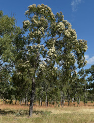 Corymbia clarksoniana