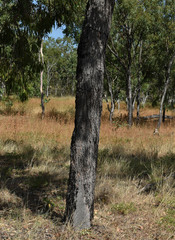 Corymbia clarksoniana