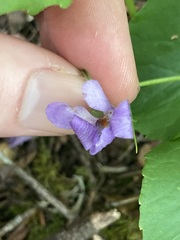 Viola howellii