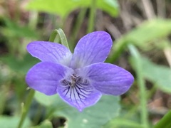 Viola howellii