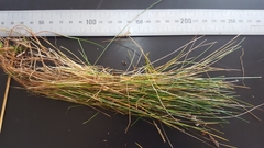 Deschampsia tenella