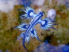 Glaucus