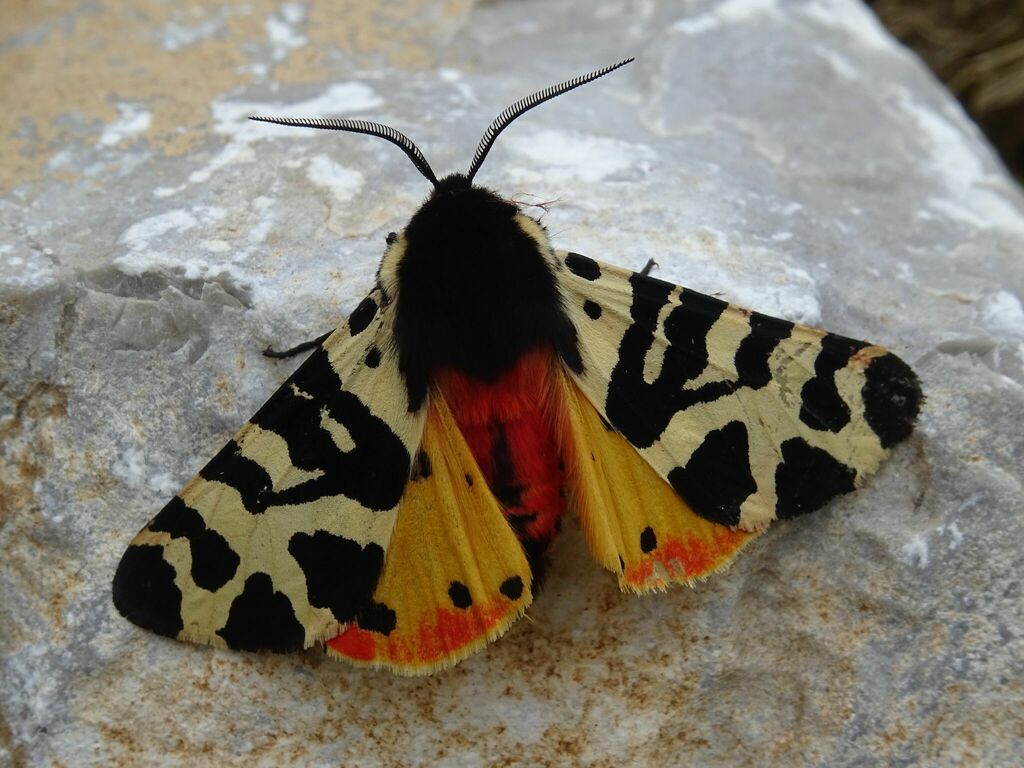 Arctia tigrina