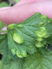 Taphrina tormentillae