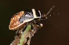 Platyplax salviae