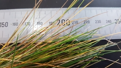 Deschampsia tenella