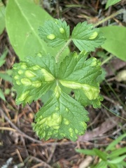 Taphrina tormentillae