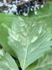 Taphrina tormentillae