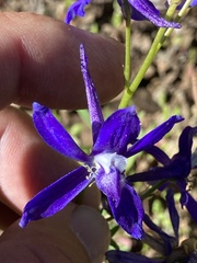 Delphinium depauperatum