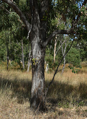 Eucalyptus leptophleba