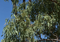 Eucalyptus leptophleba