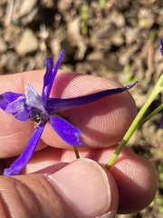 Delphinium depauperatum