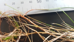 Deschampsia tenella