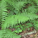 Narrow-leaved Glade Fern - Photo (c) Chuck Cantley, some rights reserved (CC BY-NC), uploaded by Chuck Cantley