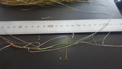 Deschampsia tenella