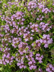 Thymus dzevanovskyi