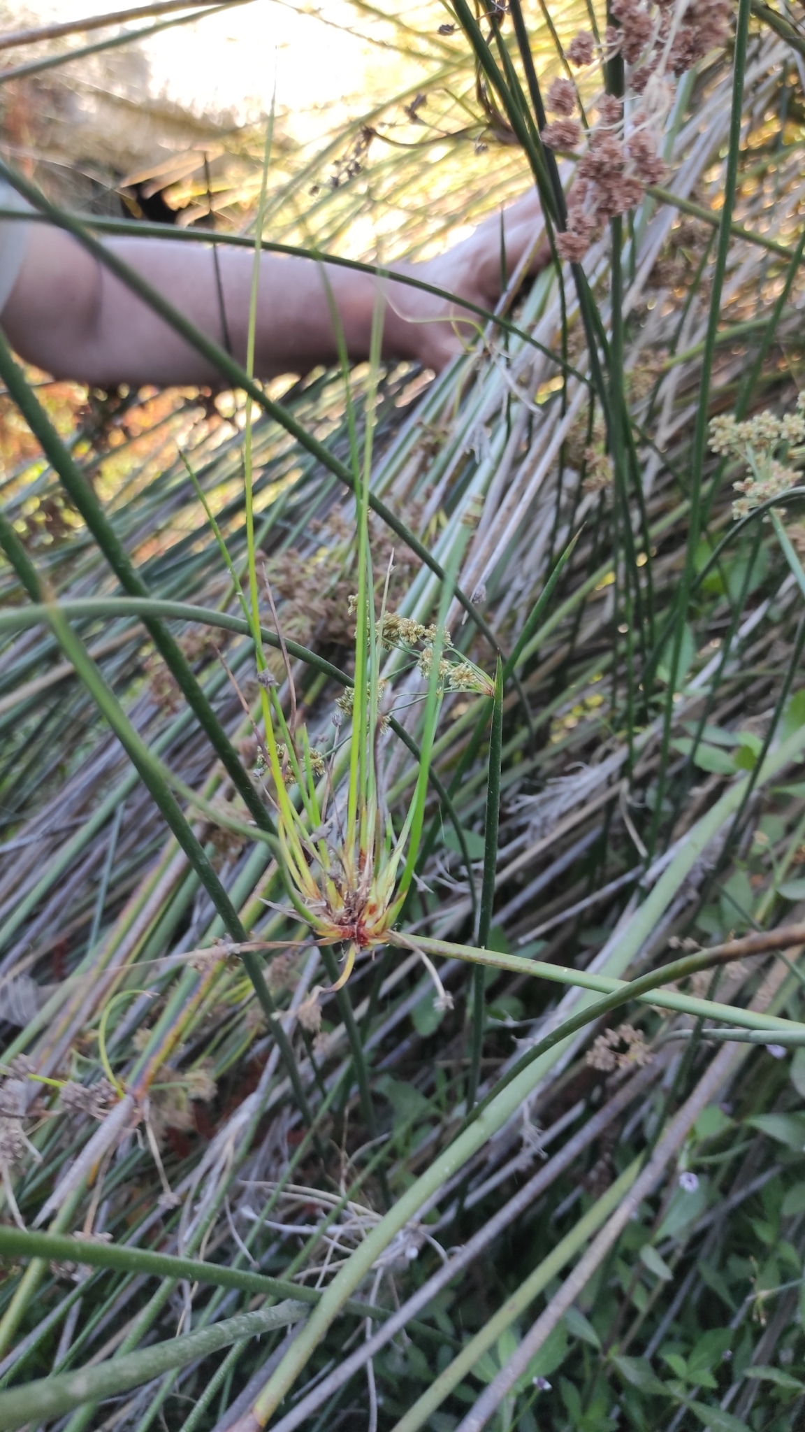 Scirpoides holoschoenus ssp. globifera