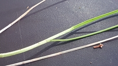 Deschampsia tenella
