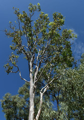 Corymbia confertiflora