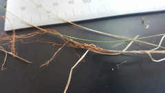 Deschampsia tenella