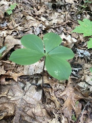 Isotria verticillata