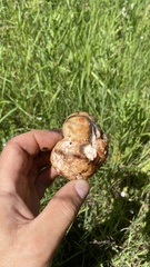 Choiromyces meandriformis