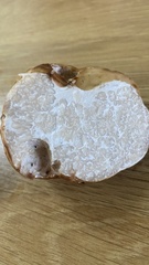 Choiromyces meandriformis