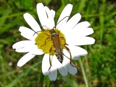 Stenopterus flavicornis