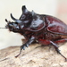 Aloeus Ox Beetle - Photo (c) Julián-Caballero C. Camilo, some rights reserved (CC BY), uploaded by Julián-Caballero C. Camilo