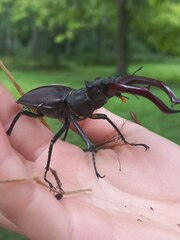 Lucanus cervus