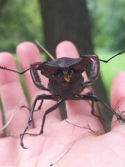 Lucanus cervus