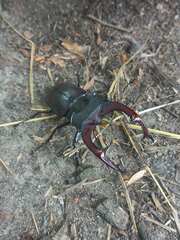 Lucanus cervus