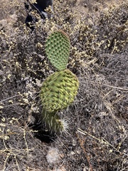 Opuntia durangensis