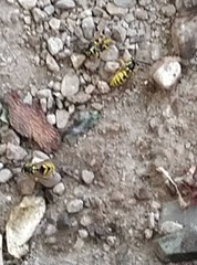 Vespula germanica