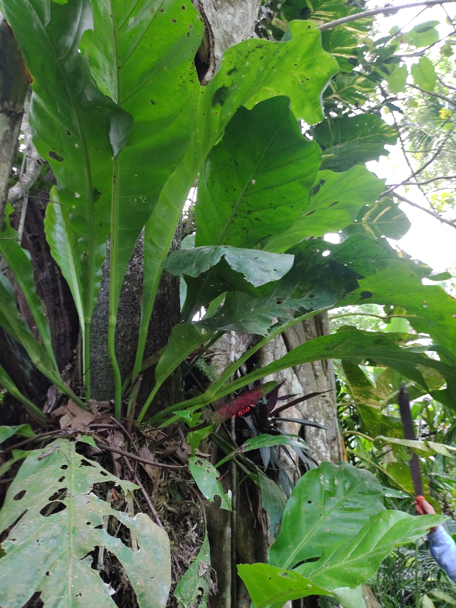 Anthurium crassinervium  iNaturalist